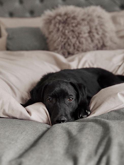 Znaczenie snów o psie leżącym na łóżku