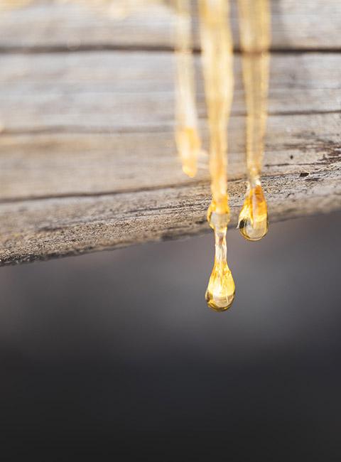 Żywica płynąca na drewnie