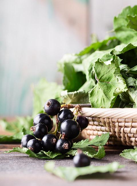 Zbliżenie na owoce czarnej porzeczki