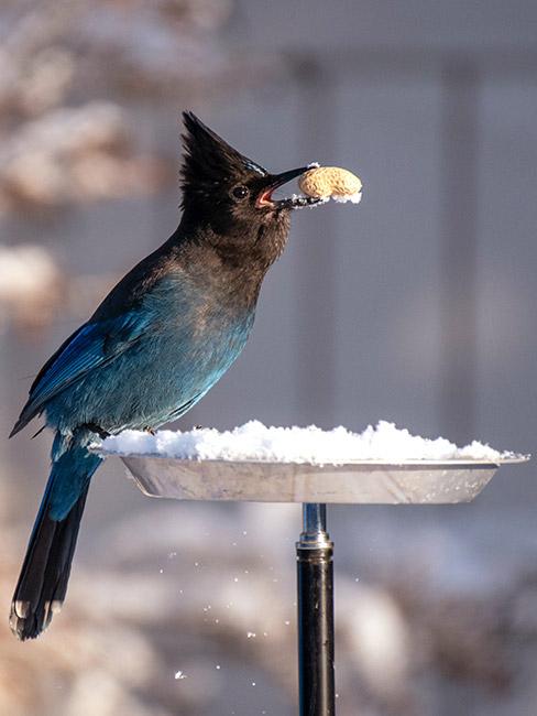 Dokarmianie ptaka zimą w otwartym karmiku