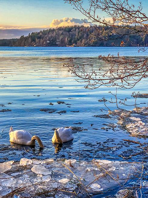 Łabędzie pływające w rzece zimą i dokarmianie ich