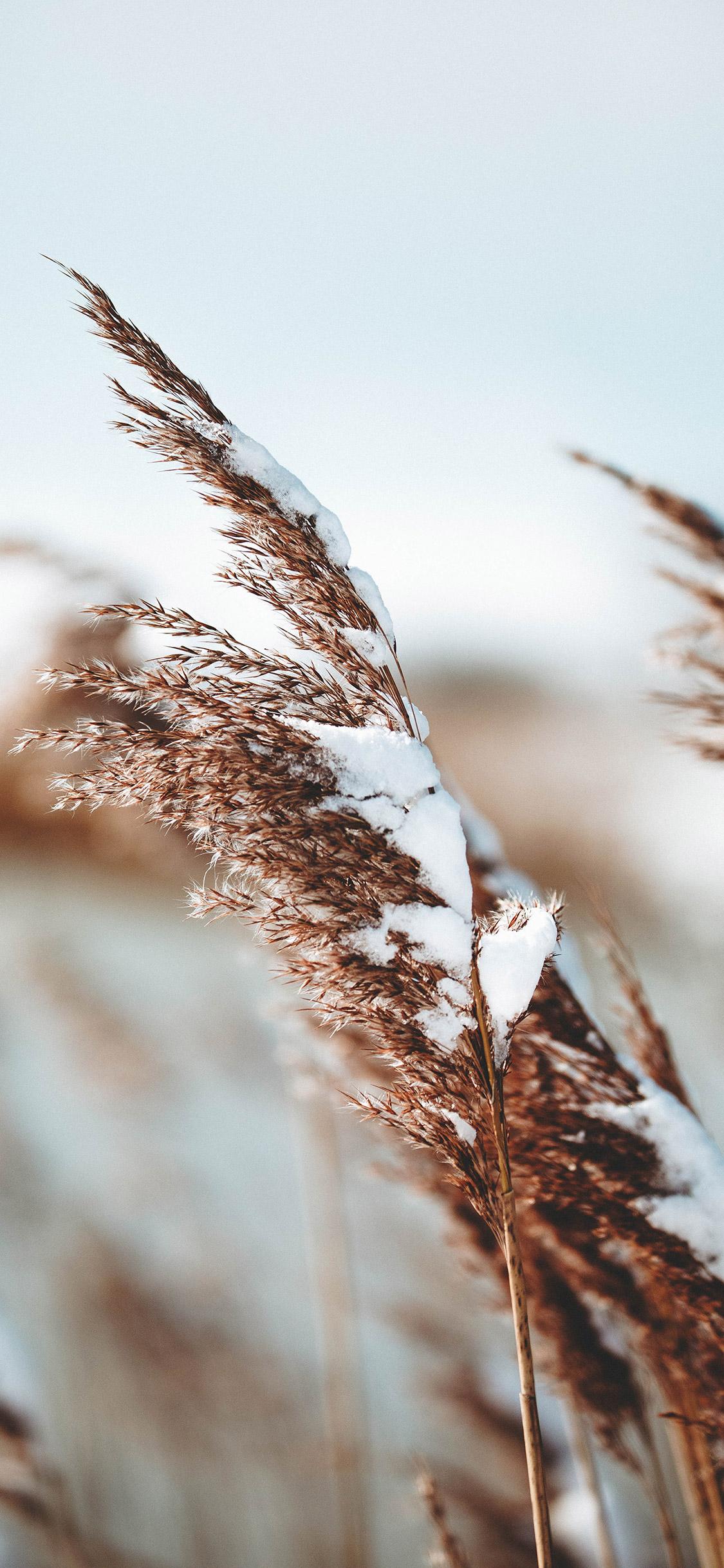 Wysoka trawa pokryta śniegiem
