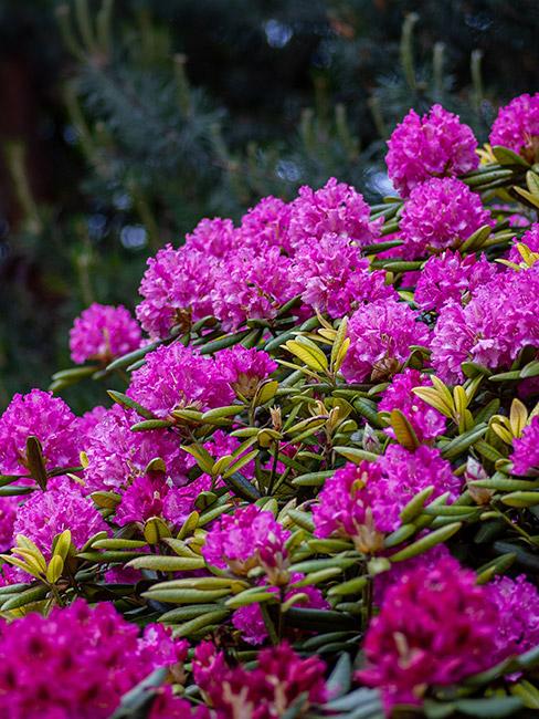 różowy krzew azalii