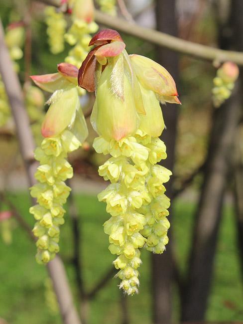 żółte kwiaty na drzewie