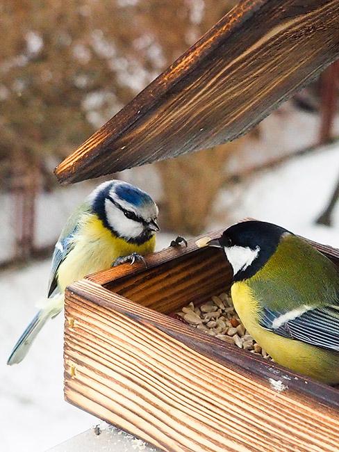 Małe sikorki z żółtymi brzuszkami w drewnianym karmniku