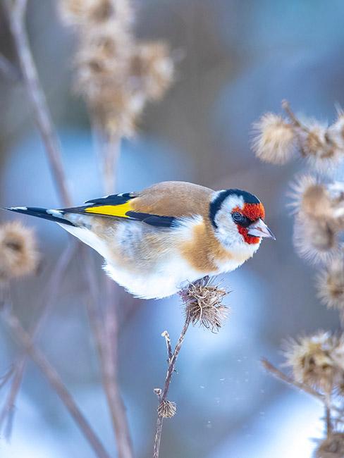 Kolorowy ptaszek szczygieł na ośnieżonym krzewie
