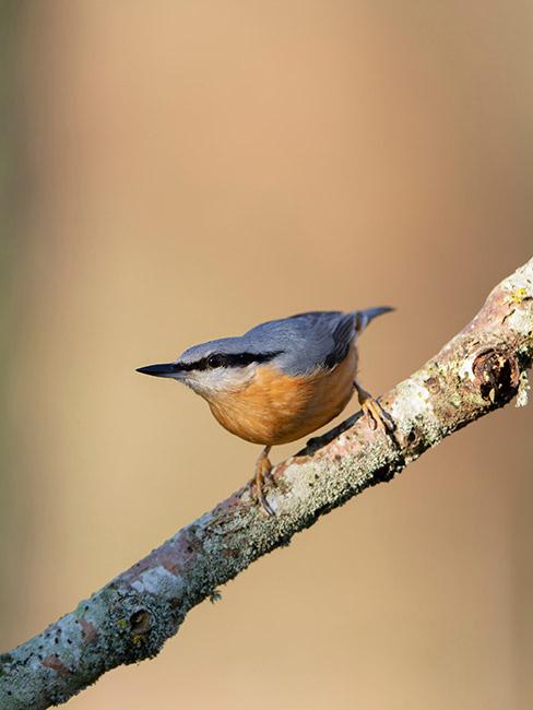 Ptaszek kowalik na gałązce