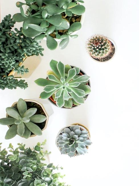 Zielone sukulenty w doniczkach na białym tle
