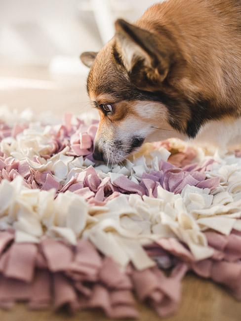 Mata węchowa dla psa z głową psa