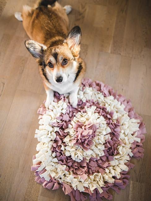 Pies dotykający matę węchową