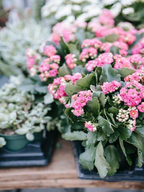 Kalanchoe z różowymi kwiatami