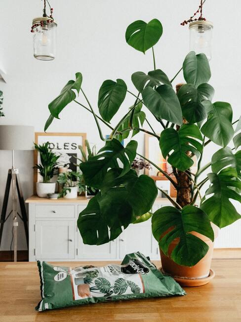 Duża monstera na stole w pokoju