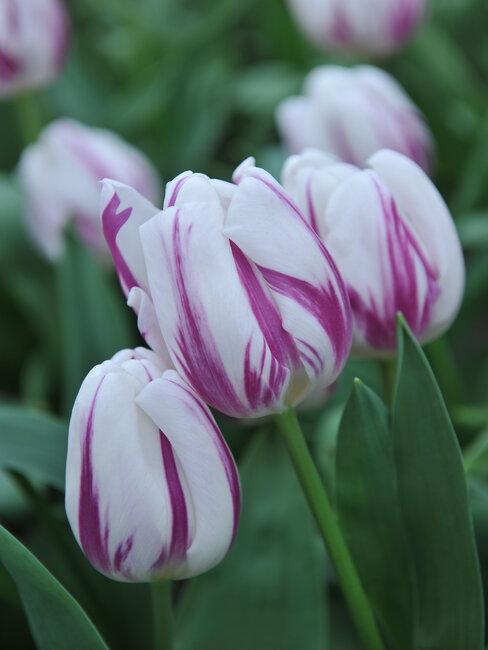 Tulipany białofioletowe