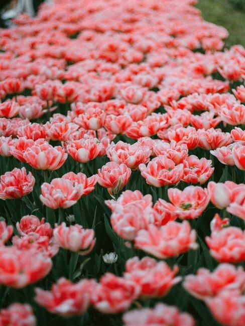 różowe tulipany