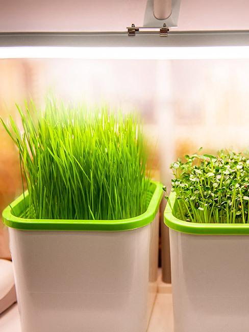 Małe rośliny zielone doświetlane lampami