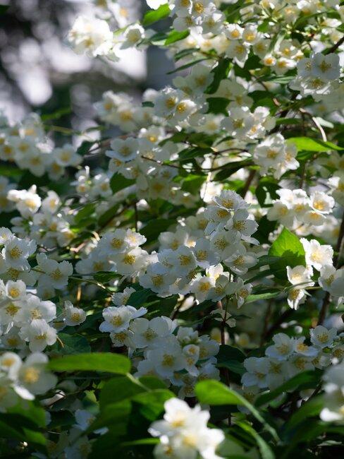 Krzewy do ogrodu z białymi kwiatami