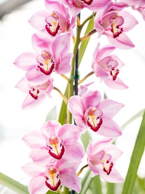 Różowe kwiaty storczyka