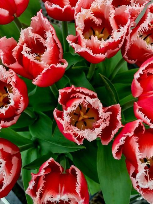 Czerwone tulipany widziane z góry