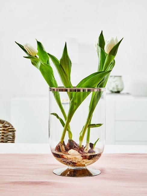 tulipany z cebulkami w wazonie