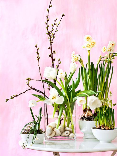 Bazie kotki w dekoracjach z żonkilami