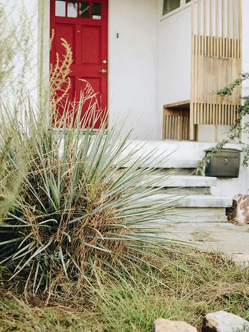 niewielki przedogródek z ozdobną trawą i liściastym krzewem