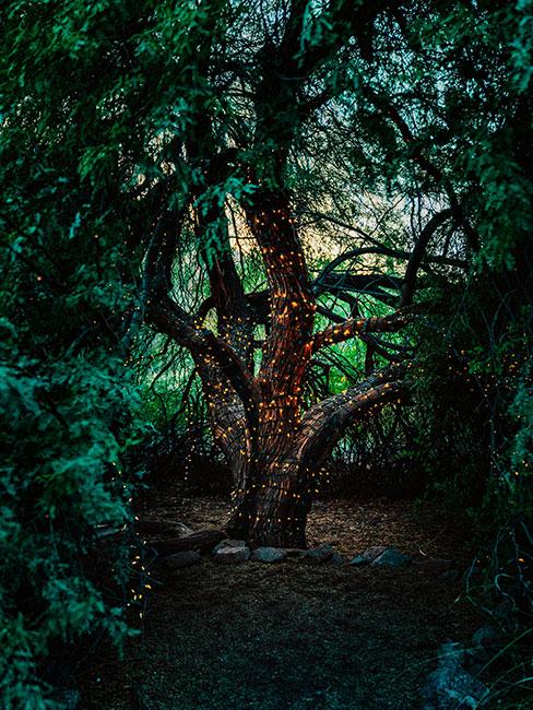 drzewo z pniem przyozdobionym światełkami