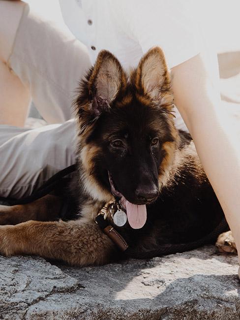 młody owczarek niemiecki z obrożą