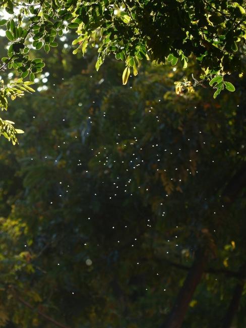 małe robaki latające w ogrodzie
