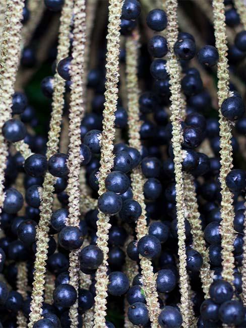 jagody acai z bliska