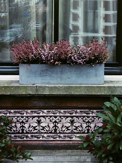 wrzos w donicy z cyny na parapecie