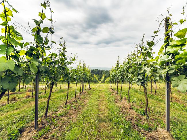 Krzaczki winogrona w Winnicy