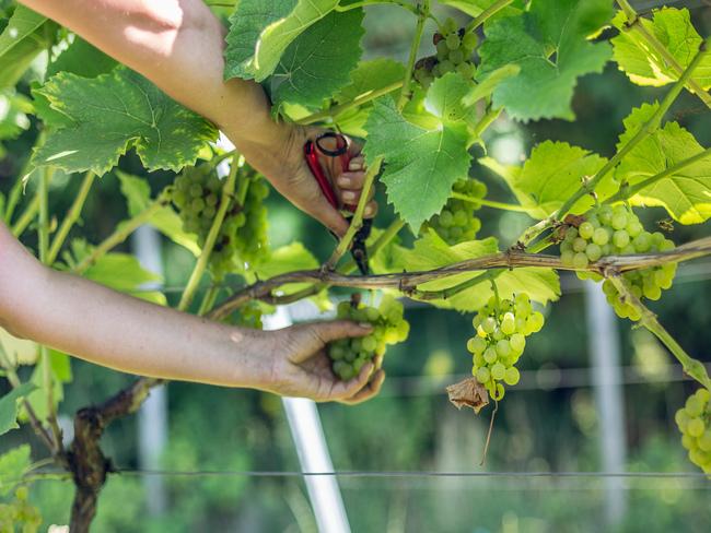 Zbliżenie na kiść winogrona