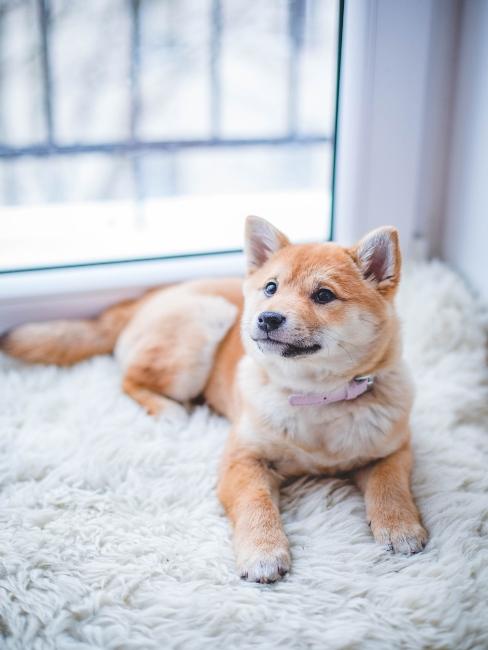 pies shiba leżący na białym dywanie