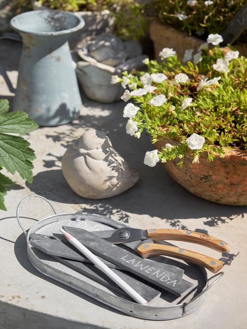 Surfinia rosnąca w donicy oraz akcesoria ogrodnicze