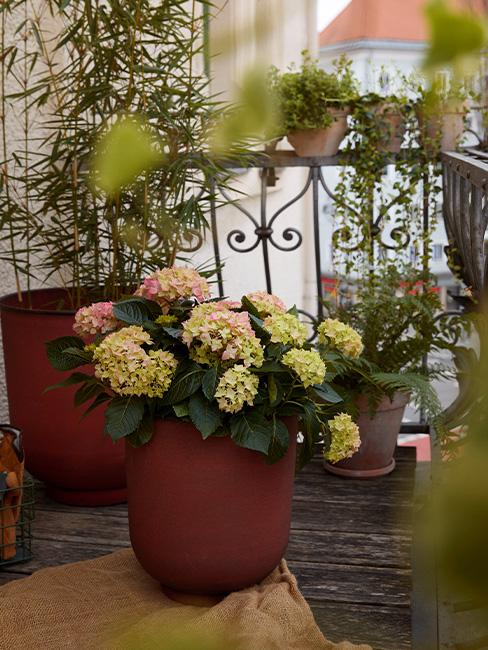 dekoracje na balkon kwiaty