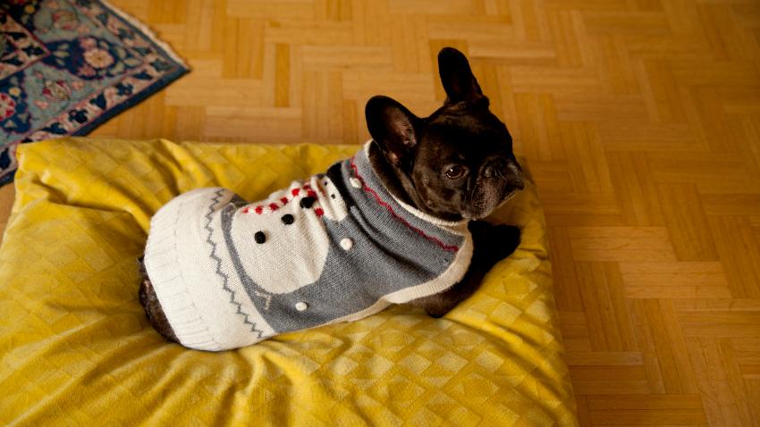 Albornoces para perros