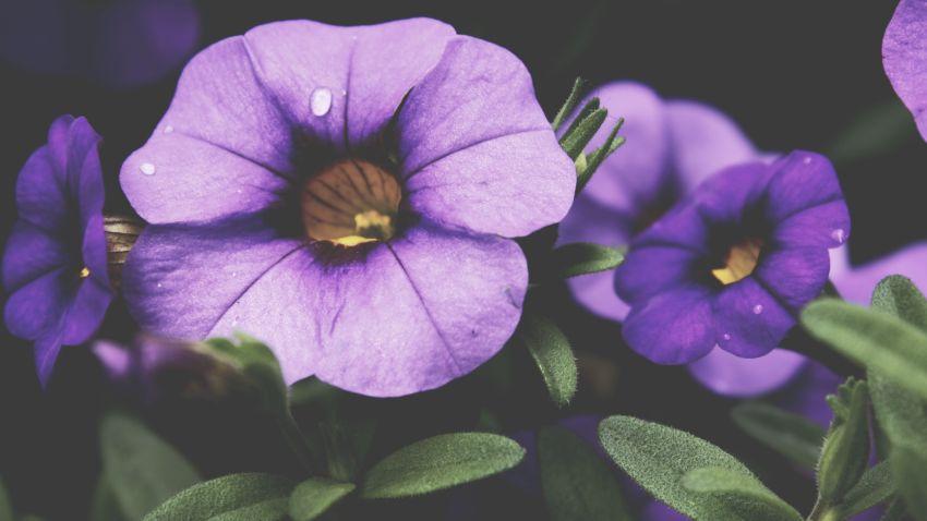 alatar de flores