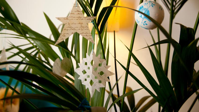 plantas grandes