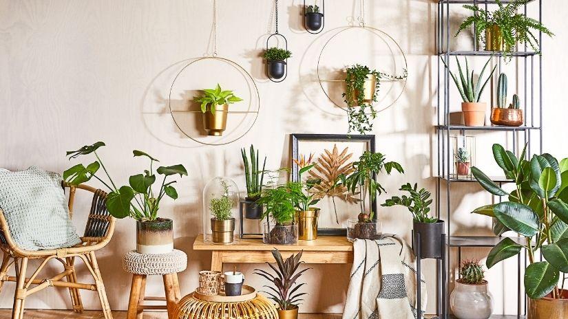 plantas colgantes