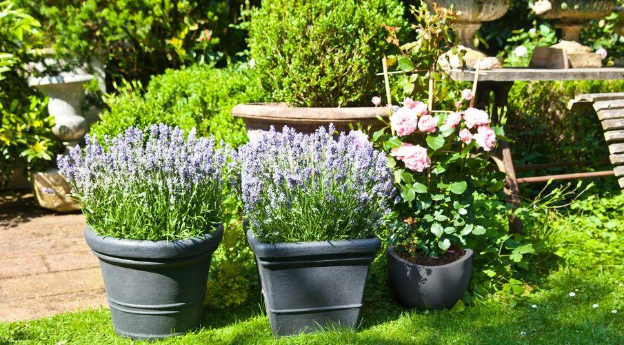 pot plante noir dans jardin