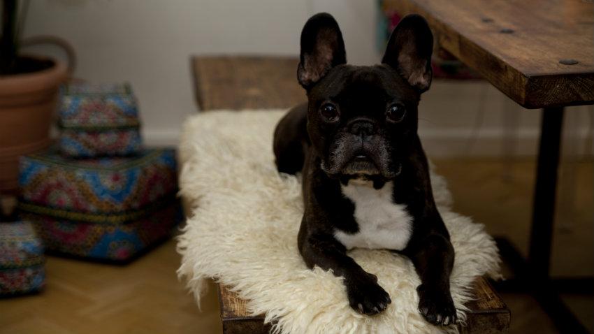 impermeabili per cani