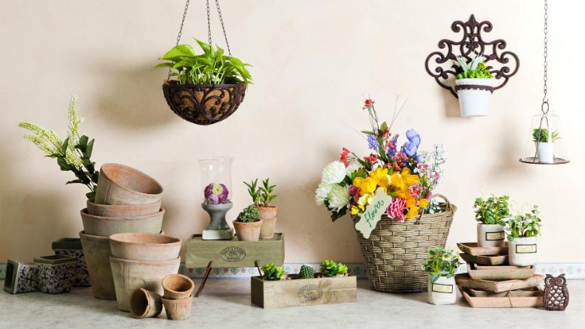 jade plant met andere plantenpotten