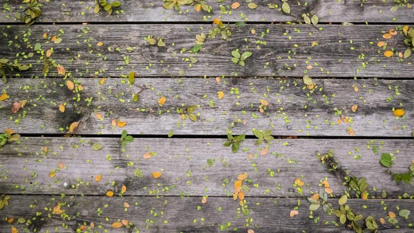 klimop planten als bodembedekker op hout