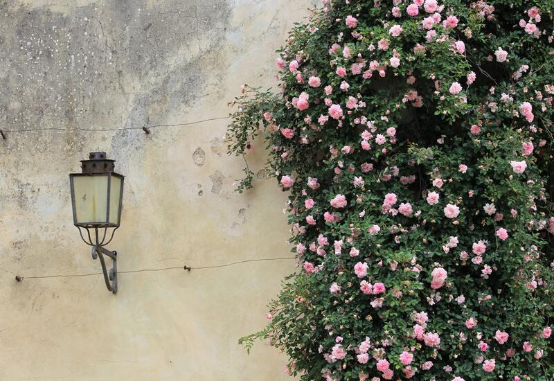 Antieke wandlamp tegen muur met bloemen