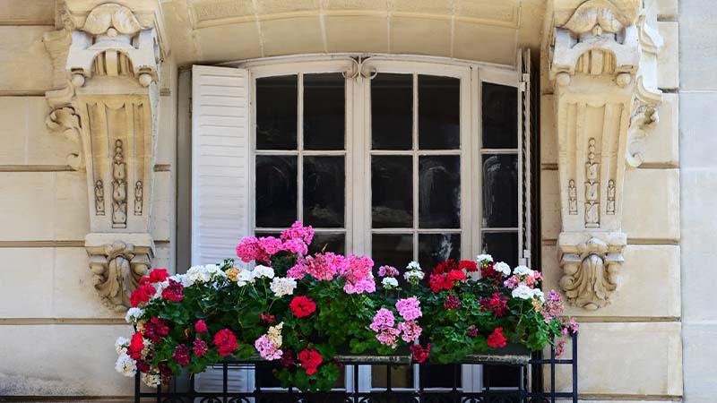 pelargonie na balkonie