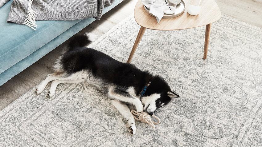 Kusový koberec - pet friendly