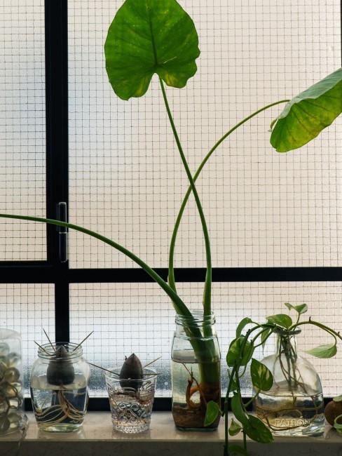 aguacates plantados en agua