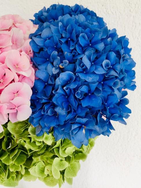 flores-verano-banner hortensias flores azules y rosas