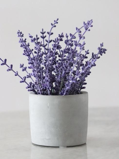 cuidado-lavanda-banner lavannda en maceta de mármol