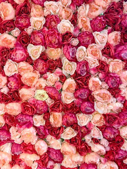 Mur de fleurs photo mur de roses au differentes nuances de rouge